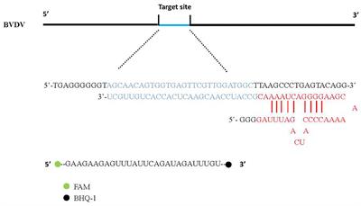CRISPR-Cas13a-Based Detection for Bovine Viral Diarrhea Virus